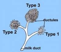 Lobule Types and Their Structures